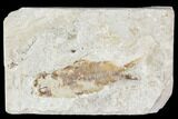 Cretaceous Fossil Fish - Lebanon #111688-1